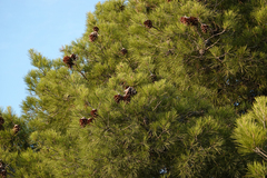 Pinus halepensis