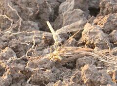 Brachythemis leucosticta