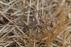 Thyreonotus bidens