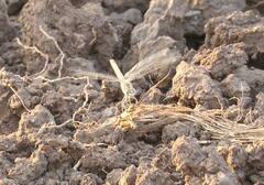 Brachythemis leucosticta