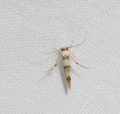 Stathmopoda tritophaea