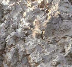 Brachythemis leucosticta