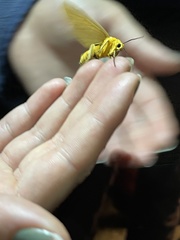 Pseudischnocampa nervosa