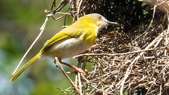 Apalis flavida
