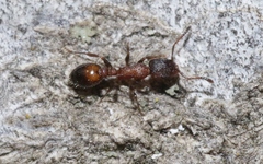 Temnothorax caguatan