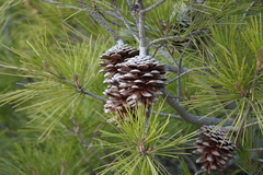 Pinus halepensis