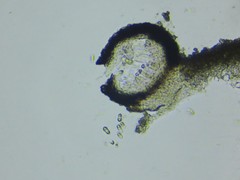 Stigmidium epixanthum