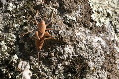 Thyreonotus bidens