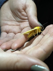 Pseudischnocampa nervosa