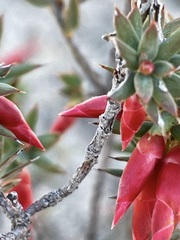 Stenanthera conostephioides