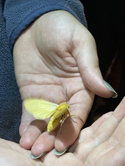 Pseudischnocampa nervosa