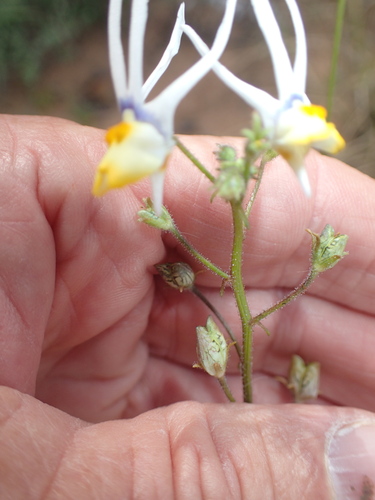 Image of Nemesia cheiranthus by no rights reserved