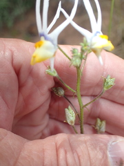Nemesia cheiranthus