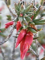 Stenanthera conostephioides
