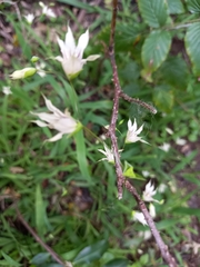 Melasphaerula graminea