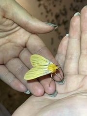 Pseudischnocampa nervosa