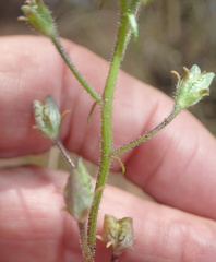 Nemesia cheiranthus