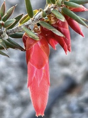 Stenanthera conostephioides