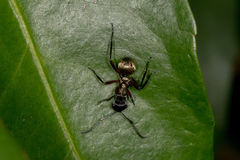Polyrhachis rufifemur