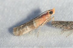Moodna pallidostrinella