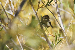 Phylloscopus humei