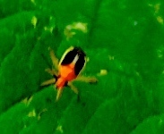 Ganocapsus filiformis