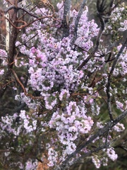 Erica mauritanica