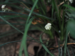 Ophiopogon