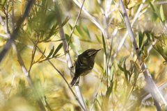 Phylloscopus humei