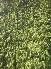 Veronica anagallis-aquatica