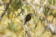 Phylloscopus humei