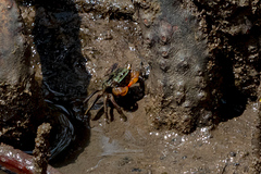 Parasesarma erythodactylum