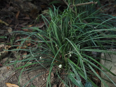 Ophiopogon