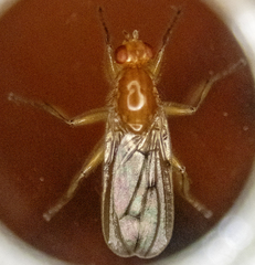 Dryomyza