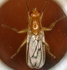 Dryomyza