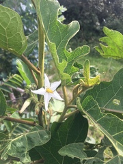 Solanum stellatiglandulosum