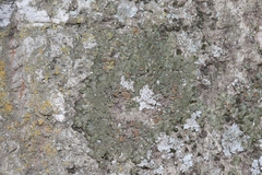 Melanohalea subolivacea