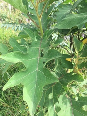 Solanum stellatiglandulosum