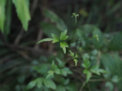 Clematis formosana