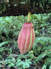 Theobroma cacao