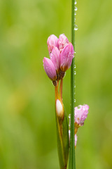 Olsynium scirpoideum