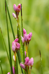 Olsynium scirpoideum