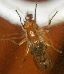 Dryomyza