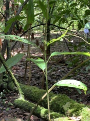 Theobroma cacao