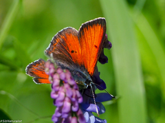 Lycaena hippothoe