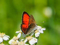 Lycaena hippothoe