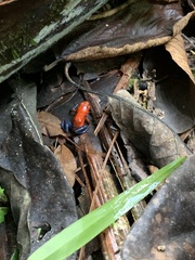 Oophaga pumilio