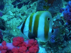 Coradion chrysozonus