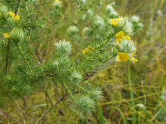 Aspalathus chenopoda