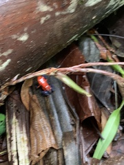 Oophaga pumilio